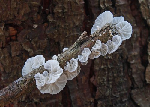 Fungi of Borneo: Tiny Decomposers with Big Ecological Impact