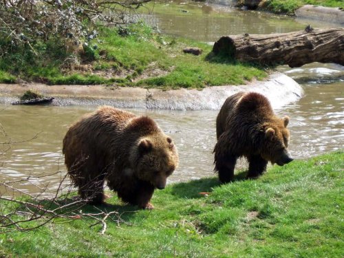 The History of Bear-Human Conflict in North America