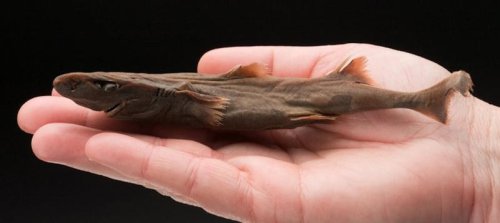 Sharks come in many different shapes and sizes. But they all follow a centuries-old mathematical rule