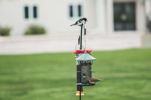 How to Keep Squirrels Out of Your Bird Feeder&mdash;Once and For All
