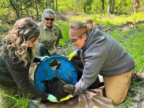 Wildlife experts remove a plastic lid that was stuck on a Michigan bear's neck for two years