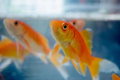 Top 10+ Aquarium Mistakes First-Time Fish Owners Make