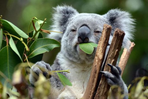 Top 60+ Fun Facts About Animals You Probably Didn&rsquo;t Know Before