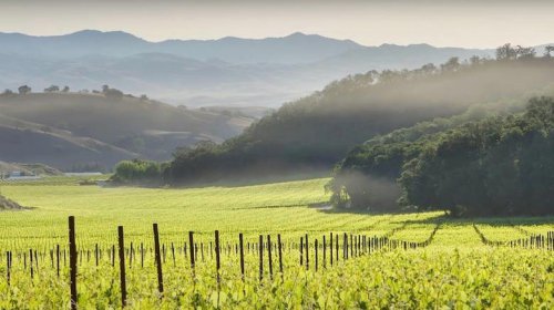 One Of California's Oldest Continuously Operating Vineyards Is A Popular, Picturesque Wine Haven