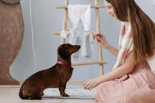 Why Smart Dogs Might Struggle With Obedience Training