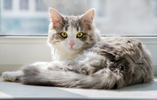 150+ Disney-Inspired Cat Names That Are Meow-gical