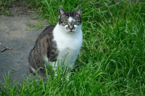 The Truth About Cats and Ghosts &mdash; Just a Myth?