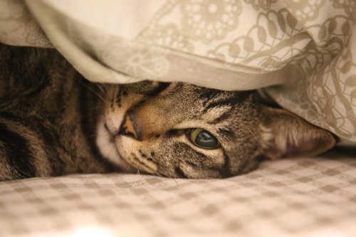 Why Some Cats Act Like They&rsquo;re in Charge &mdash; Because They Are