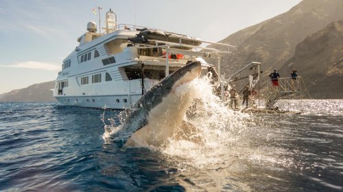 Top 10 Ultimate Shark Spotting Destinations