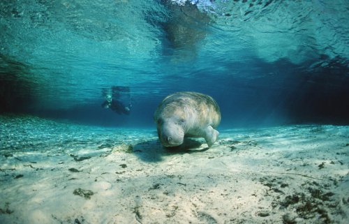The real animals behind mythical creatures