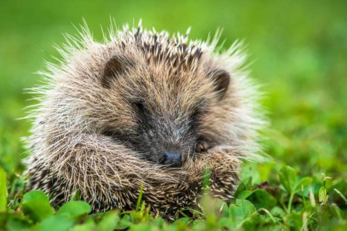 Top 12+ Things You Need to Know Before Getting a Pet Hedgehog