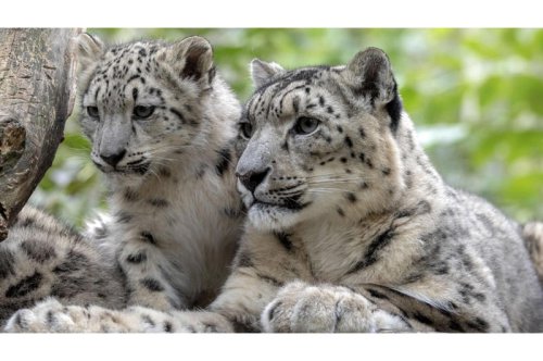 How Urban Sprawl Threatens the World&rsquo;s Shyest Big Cat