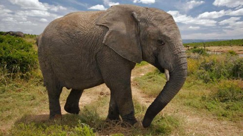 Top 11+ Elephant Behaviors That Reveal Just How Smart They Are