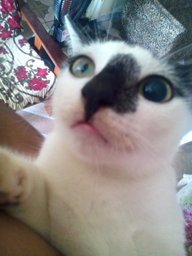 Overstimulating Your Cat? Signs You&rsquo;re Doing Too Much