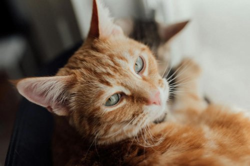 Cat Purrs: The Soothing Science Behind Their Healing Power