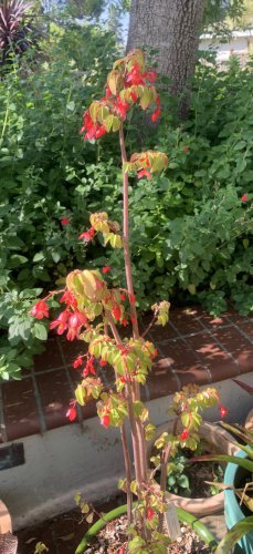 Tom Karwin, On Gardening | Current garden projects &mdash; a year later