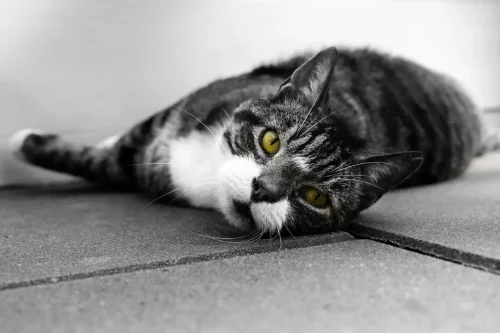 Top 10+ Cat Breeds That Express Affection Without Clinginess