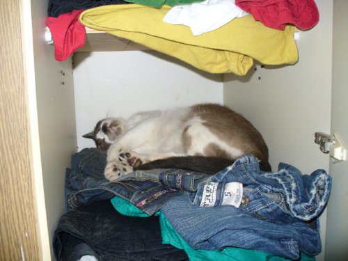 Do Cats Feel More at Home in Clutter or Clean Spaces?