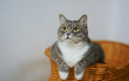 Top 9+ Cat Breeds That Need Emotional Consistency to Thrive