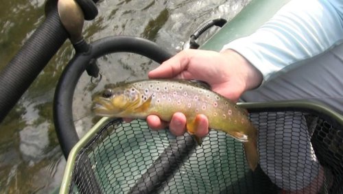 Cool water and hot trout: Fishing a Virginia Blue Ridge gem!