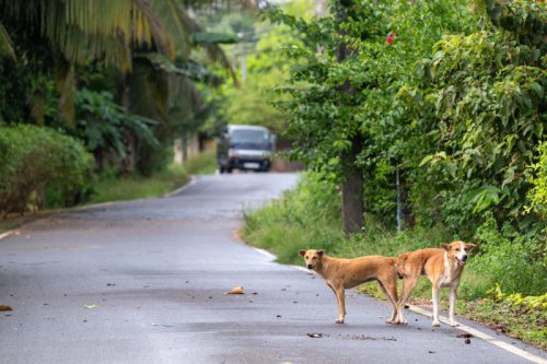 Countries with rabies after woman dies post holiday