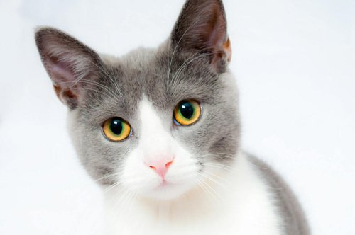 Top 10+ Unspoken Rules of Loving a Cat Who Doesn&rsquo;t Always Show It