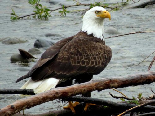 How DDT Nearly Wiped Out Bald Eagles in the 20th Century