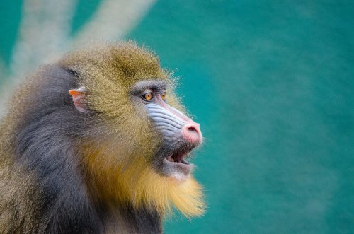 Top 11+ Monkey Species You Might See in U.S. Zoos