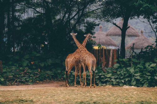 Top 13+ Ways Giraffes Have Evolved to Beat the Heat