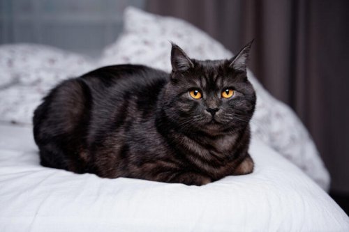 Top 7+ Twilight-Inspired Cat Names