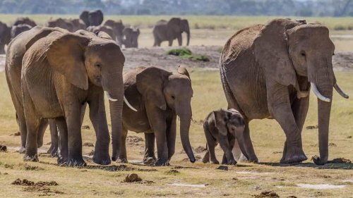 The Best Places on Earth to See Wild Elephants Roam