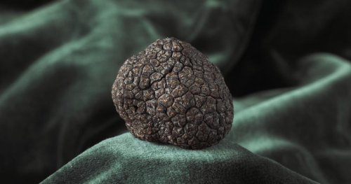 The fascinating story of truffles