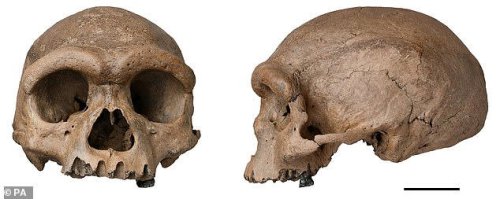 Ancient skull is first ever found from lost group of ancient humans that lived 217,000 years ago