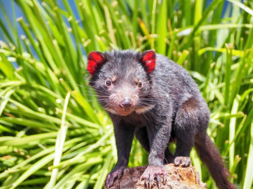 Top 10+ Amazing Animals You Can See in Australia