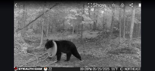 Black bear roamed Michigan with plastic lid on neck for 2 years