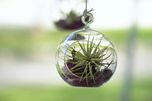 The best air plants for your home
