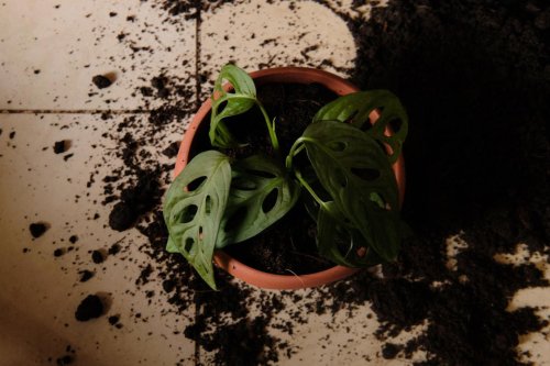 Top 8+ Houseplants You Shouldn't Keep Indoors (Though They Look Beautiful)