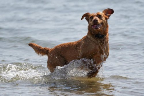 The 6 ways to keep your dog safe in hot weather &ndash; and 4 things to never do