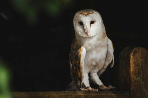 Top 15+ Owl Adaptations That Make Them Incredible Hunters