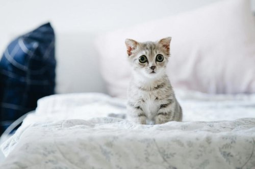 Top 10+ Ways Cats Say &ldquo;You Matter&rdquo; Without Physical Affection