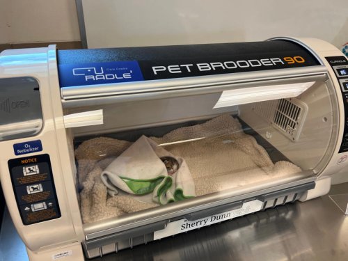 Saving the tiniest lives: Humane Society of St. Lucie County adds kitten incubators