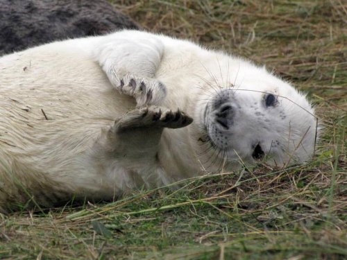 Why Seals Clap Underwater&mdash;It&rsquo;s Not Just for Fun