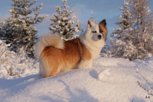Top 7+ Lovable Shepherd Breeds &mdash; Including Some You May Not Know