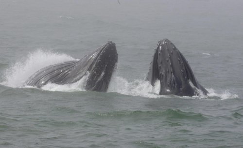 What Happens to a Whale When It Dies?