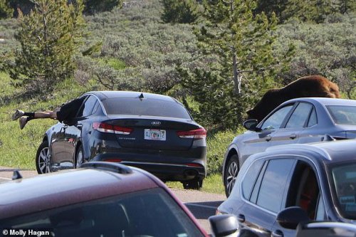 Grand Teton Tourist Dives Headfirst Through Open Car Window To Avoid Grizzly