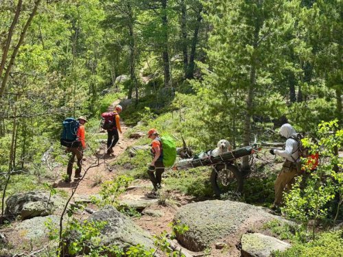 Going hiking with your dog? They might not be able to go the distance &mdash; Here&rsquo;s what to know