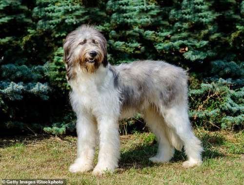 Revealed: The UK's most expensive dog breed that costs &pound;16,000 to own