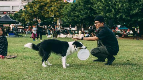 Top 12+ Training Challenges That Make Dog Ownership Feel Impossible