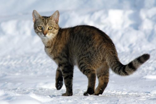 Birdsong, Bouncing, and Belly Rubs &mdash; 10 Pets That Actually Reduce Anxiety