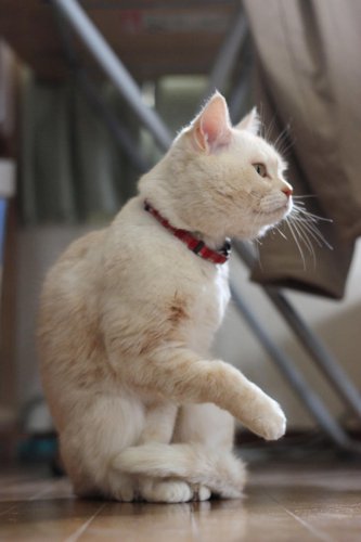 No Toys? No Problem &mdash; 10 Genius Ways to Entertain Your Cat with Household Items